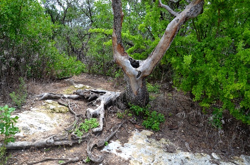 Bark Stripped  Bark Stripped